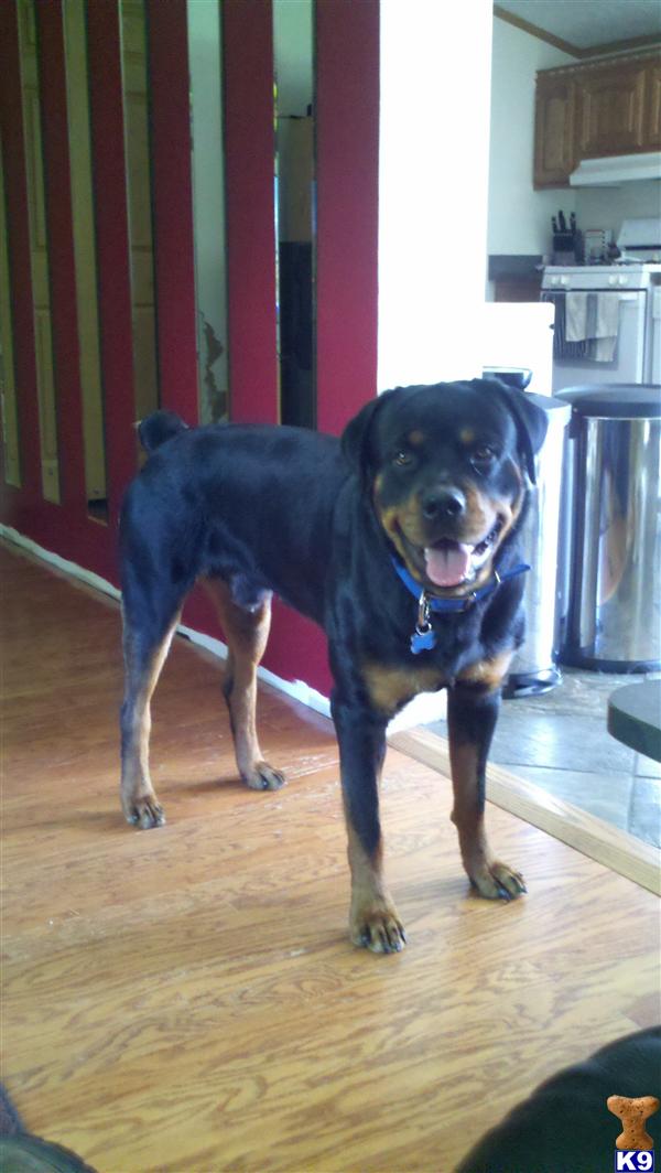 Stud Dogs in MI