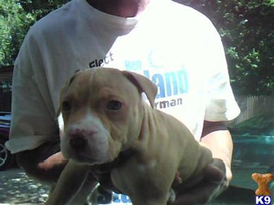 Puppies in Warren