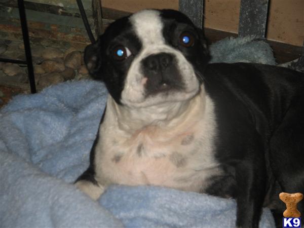 Dogs - Boston Terrier
