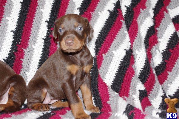 Puppies in Montpelier