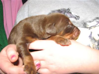 Dogs for Sale in IN