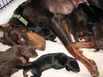 Puppies in BUTLER