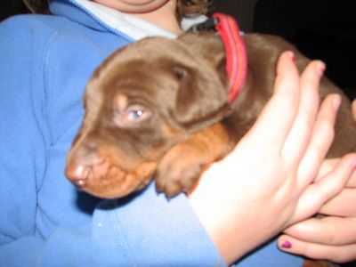 Puppies in BUTLER