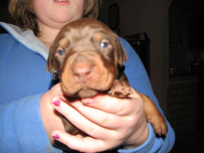 Puppies in BUTLER