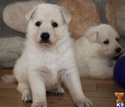 Puppies in Mankato