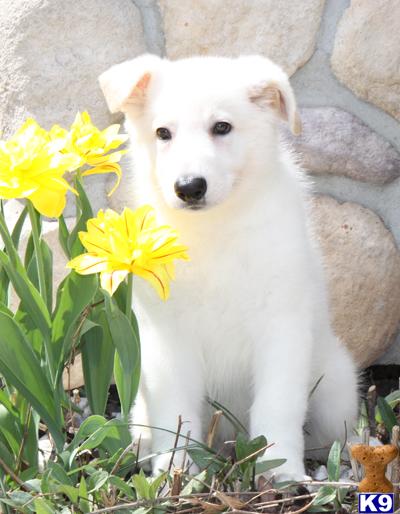 Puppies in Mankato