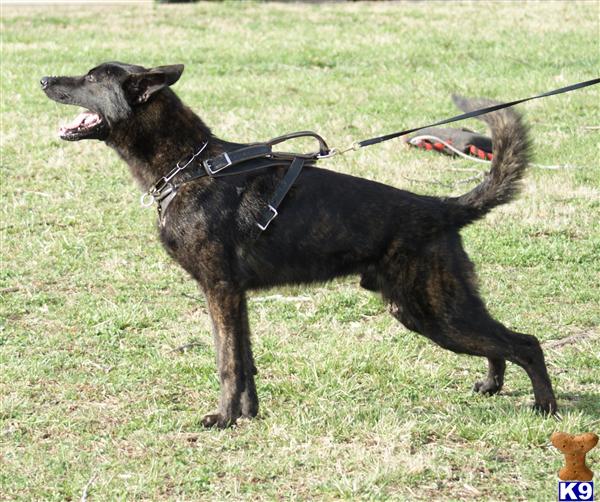 Dutch Shepherd Puppies