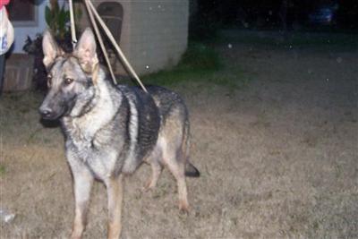 Dogs - German Shepherd