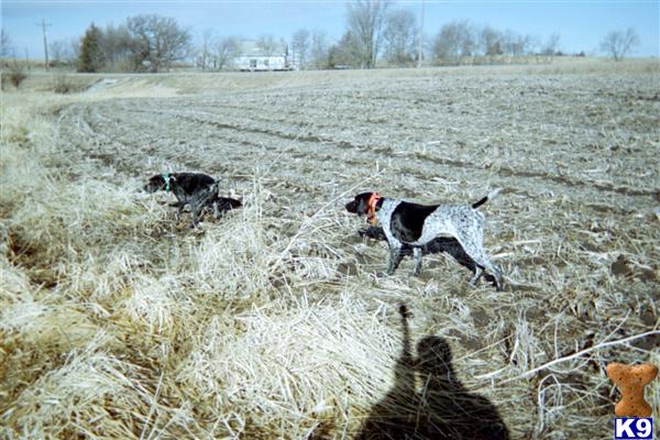 German Shorthaired Pointer Puppies