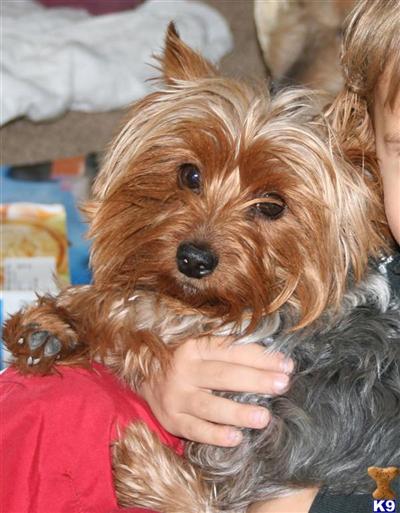 Stud Dogs - Yorkshire Terrier