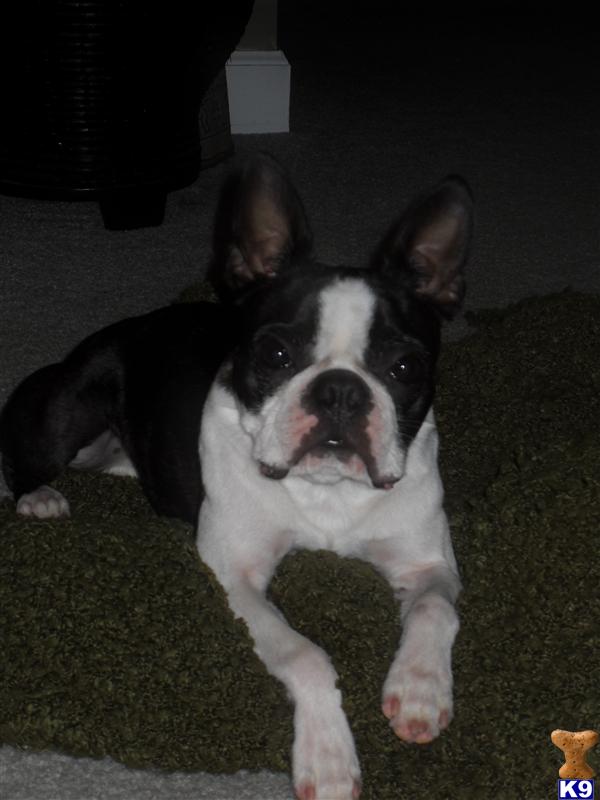 Stud Dogs in DE