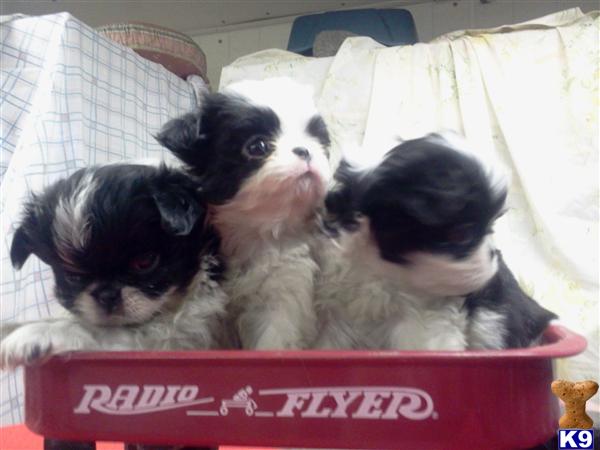 Japanese Chin Puppies