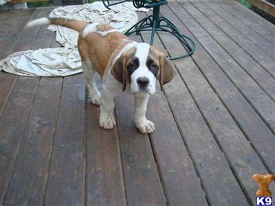 Saint Bernard Puppies for Sale