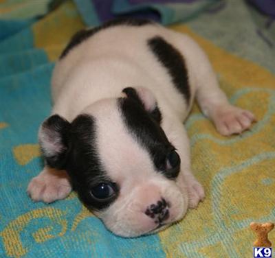 Puppies in Gordo