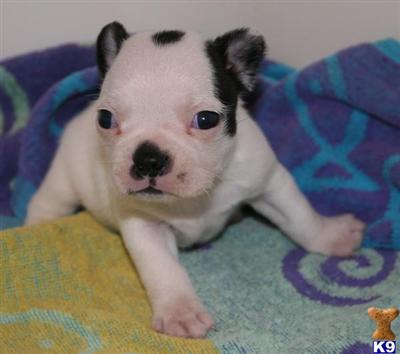 Puppies in Gordo