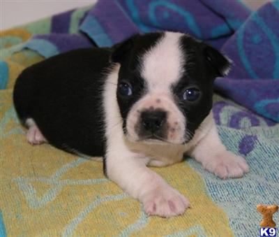 Puppies in Gordo