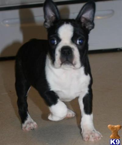 Puppies in Gordo