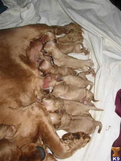 American Cocker Spaniel Puppies for Sale