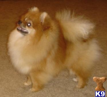 Stud Dogs - Pomeranian