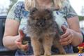 Pomeranian