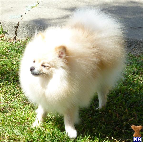 Stud Dogs - Pomeranian