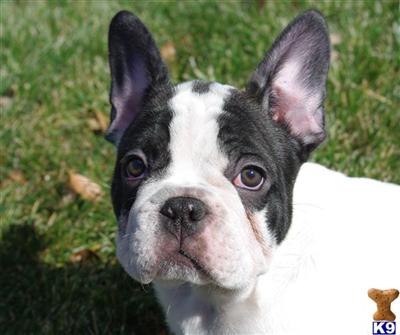 French Bulldog Puppies for Sale