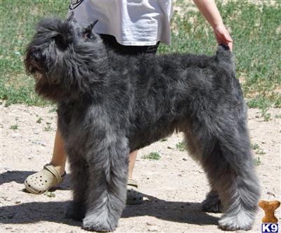 Stud Dogs - Bouvier des Flandres