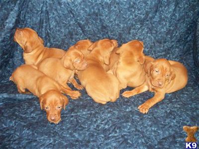 vizslas puppies