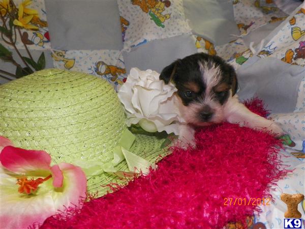 Puppies in OK