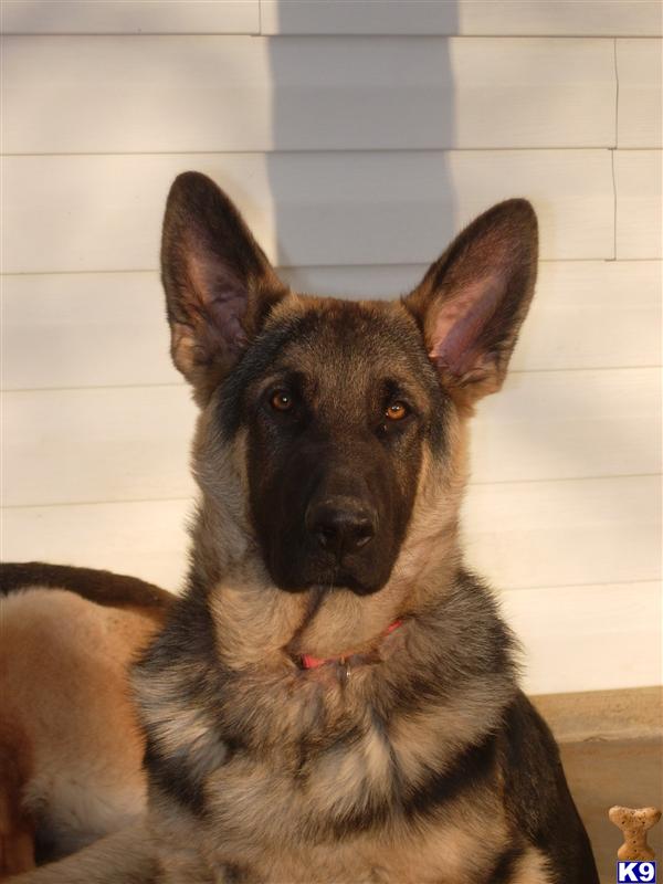 Stud Dogs in AL