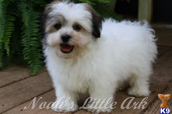 Puppies in Chickamauga