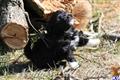 Havanese