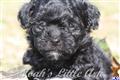 Havanese