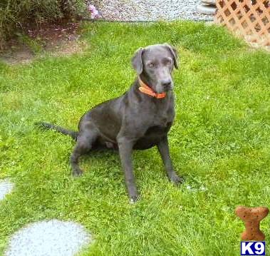 Stud Dogs in OR