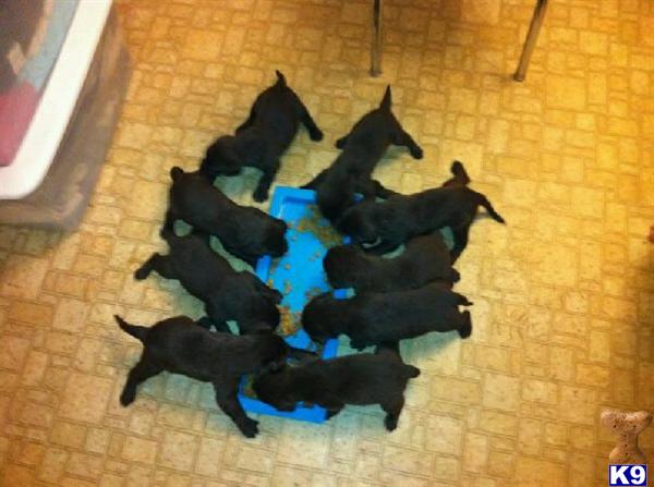 Puppies in San marcos