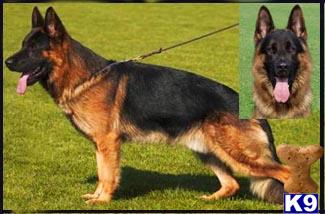 German Shepherd Puppies in CO