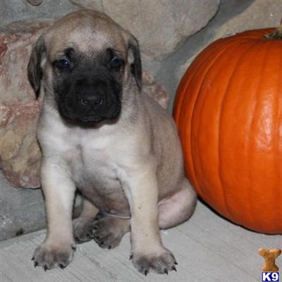 Mastiff Puppies for Sale