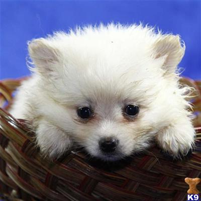 Pomeranian Puppies for Sale