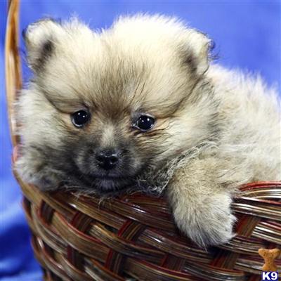 Pomeranian Puppies for Sale
