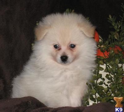Pomeranian Puppies for Sale