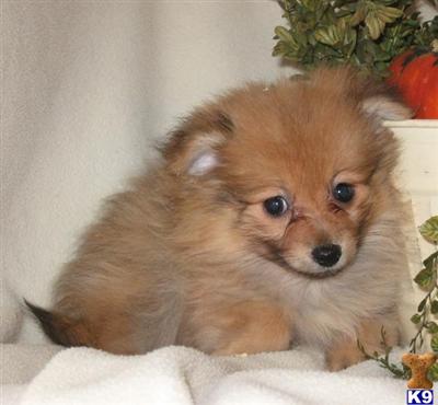 Pomeranian Puppies for Sale