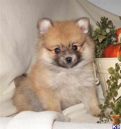 Pomeranian Puppies for Sale