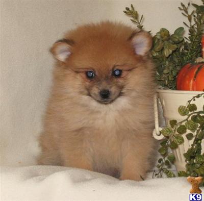 Pomeranian Puppies for Sale