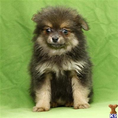 Pomeranian Puppies for Sale