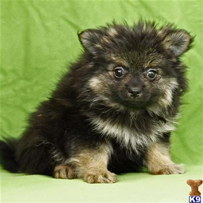 Pomeranian Puppies for Sale
