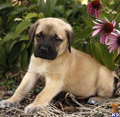Mastiff Puppies for Sale