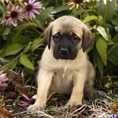 Mastiff Puppies for Sale