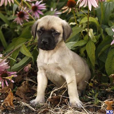 Mastiff Puppies for Sale