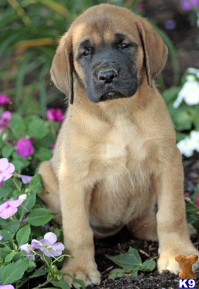 Mastiff Puppies for Sale