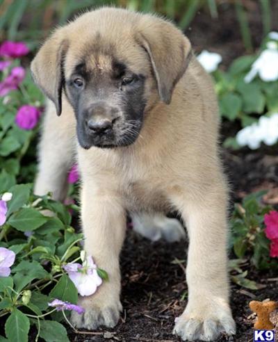 Mastiff Puppies for Sale